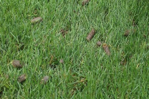 lawn aeration coring service central Vancouver Island